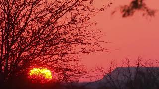 Hunting in Adansonia Safaris [upl. by Atinrahs686]