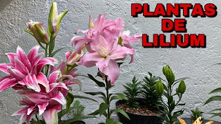 PLANTAS DE LILIUM DOBLE  LIRIOS O AZUCENAS DESPUÉS DE LA FLORACIÓN [upl. by Itoyj]