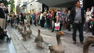 Geese Parade in Belgium [upl. by Haym]