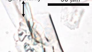 A crystal of azobenzene showing different patterns of flipping motion [upl. by Jerrol18]