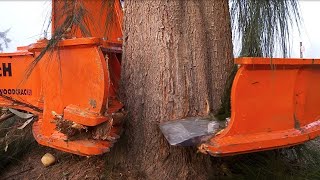 Amazing Fastest Big Tree Cutting Equipment Working  Dangerous Tree Harvester Stump Destroy Machines [upl. by Enella69]