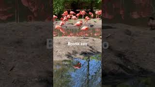 Bronx zoo [upl. by Atiuqehc]