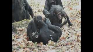 Chimpanzees of Lake Tanganyika Part 1 [upl. by Drolet]