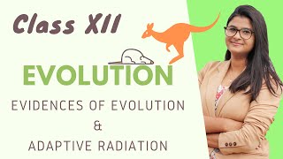 Evolution  Evidences of Evolution amp Adaptive Radiation  HINDI NCERT [upl. by Kamin]