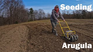 Seeding Arugula [upl. by Tearle]