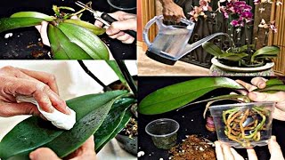 GREAT How to grow Phalaenopsis orchids simply with a lot of roots [upl. by Weber618]