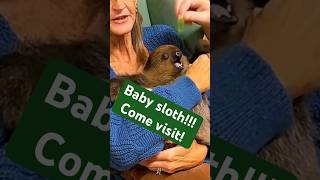 Come hold a baby sloth at Ocoee Riverside Farm We have 100 animals and lodging onsite sloth [upl. by Halona]