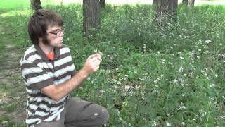 Japanese Hedge Parsley identification of the Wisconsin Invasive Species Torilis japonica [upl. by Lashond]