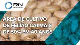 Área de cultivo de feijão cai 54 em 40 anos [upl. by Pineda197]