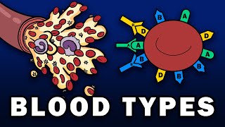 BLOOD TYPES  ABO and Rh Blood Group Systems [upl. by Flaherty]