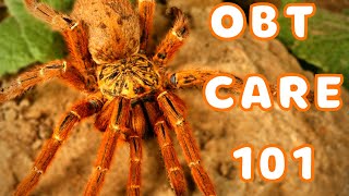 Orange Baboon Tarantula Care  Best Tarantulas for Beginners Pterinochilus murinus [upl. by Tillman924]