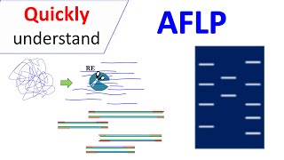 AFLP  Amplified Fragment Length Polymorphism [upl. by Ahsuat]