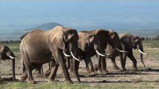 Amboseli [upl. by Auqenahs]