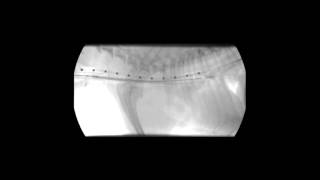 Veterinary Interventional Radiology Tracheal Stent Deployment [upl. by Sirad12]