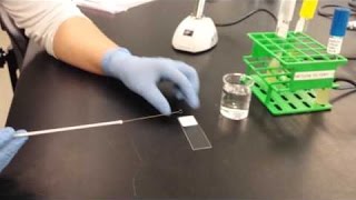 Preparation of Smear from Liquid medium Gramstain Isolated colony and Fuchsin stain [upl. by Anny149]