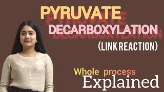 Pyruvate decarboxylation Link reaction mechanism [upl. by Naol]