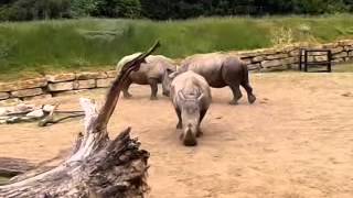 Rhinos fighting at Chessington [upl. by Harlen]