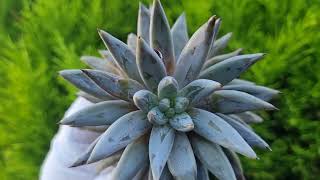 Echeveria Unguiculata [upl. by Oza]