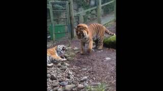 TIGER FIGHT IN DUBLIN ZOO [upl. by Okram]