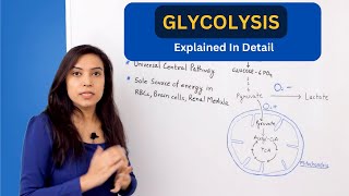 Glycolysis Pathway Explained  biochemistry [upl. by Ed549]