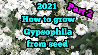 2021 How to grow Gypsophila from seed with guaranteed results every time part 2 [upl. by Plank]