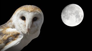 Owl Sounds  Barn Owl Screech and Hissing Sounds [upl. by Ennayram]