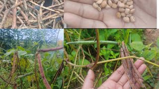 Harvesting the BLACK EYED BEANShow to harvest ಅಲಸಂದೆ ಕಾಳುNatural Nature [upl. by Nalani]