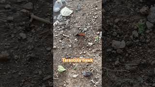 Tarantula Hawk drinking [upl. by Cecilia]