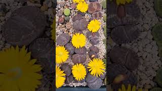 Lithops 꽂 박서진 꽂이핍니다 conophytum 多肉植物 다육식물 succulent 아로마다육 [upl. by Giesser871]