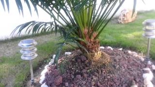 Cycas jardin [upl. by Gennie]