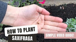 Planting Saxifraga  An EasyToFollow Video Guide [upl. by Asli594]