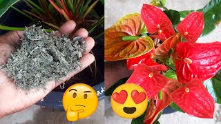 Miracle Fertilizer for Anthurium  Anthurium Fertilizer  Anthurium Care Tips [upl. by Enived563]