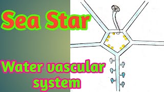 Sea star ambulacral system water vascular system [upl. by Lamraj]