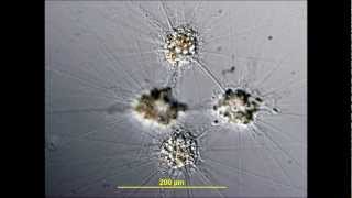 Cytoplasmic streaming of Raphidiophrys elegans along cytoplasmic tubes [upl. by Whitelaw569]