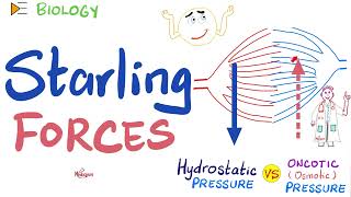 Starling Forces  made easy  Hydrostatic Pressure and Colloidal Osmotic Oncotic Pressure  Physio [upl. by Ozen]