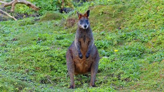 Curious wallaby grazing in a natural habitat moods nature wallaby kangaroo treekangaroos [upl. by Aihsatsan]