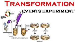 Bacterial Transformation experiment [upl. by Kubiak]