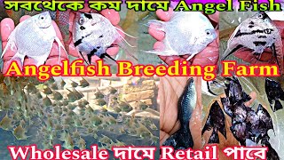 Angelfish Breeding Farm  Guppy Fish Breeding Farm  Aquarium Fish Farming  Aquarium Fish [upl. by Frasco617]