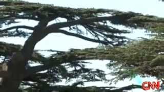 Cedars of Lebanon [upl. by Retnuh513]