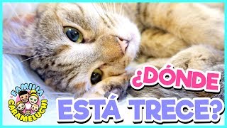 🐈 ¿Qué HA PASADO con NUESTRA GATITA Trece 🤔  COMPRA TIME  Familia Carameluchi 👨‍👩‍👧‍👦 [upl. by Aynat]