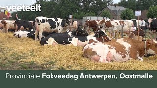 Provinciale Fokveedag Antwerpen Oostmalle [upl. by Llerdna]