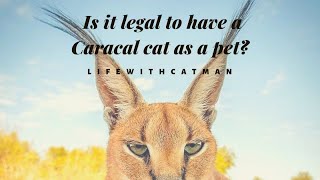 Is it legal to have a Caracal Cat as a pet [upl. by Ecyar]