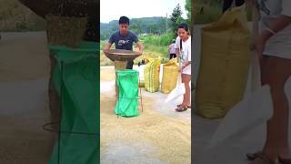 The method of quickly loading grain into a bag in action [upl. by Elidad236]