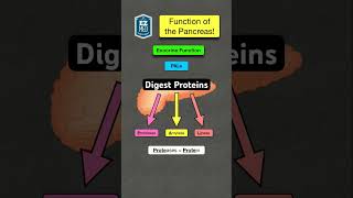 🔥 How to Remember the Function of the Pancreas Digestive System [upl. by Beacham27]