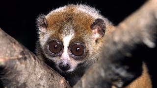 Science Bulletins Slow Loris Venom—Solving a Toxic Puzzle [upl. by Merlin453]