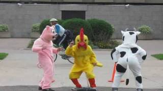 Farm Animals at the 2009 Twin Cities Marathon [upl. by Sedruol]