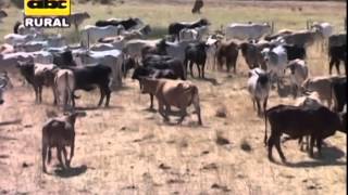 Suplementación de minerales y vitaminas en vacas [upl. by Adamis]