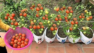 Use sacks to grow Tomatoes at home easy and inexpensive [upl. by Ostap]