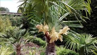 Musa and Ensete bananas in Belgium [upl. by Annamaria]