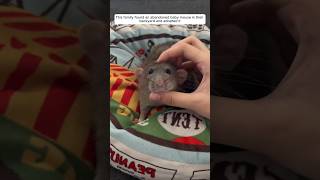 This family found an abandoned baby mouse in their backyard and adopted it animalshorts [upl. by Maltzman62]